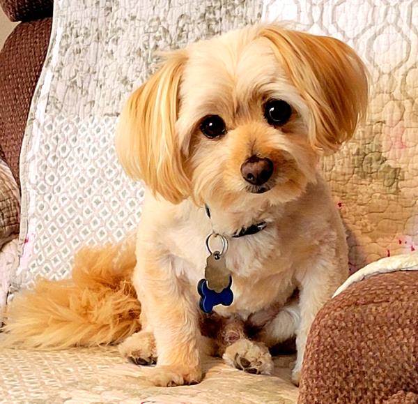 /Images/uploads/Friends of Seal Beach Animal Care Center/2022sbacc/entries/21279thumb.jpg